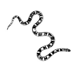 sketch of a snake with a transparent background