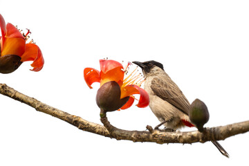 A sooty headed bulbul eating kapok flowers. Solid white background.