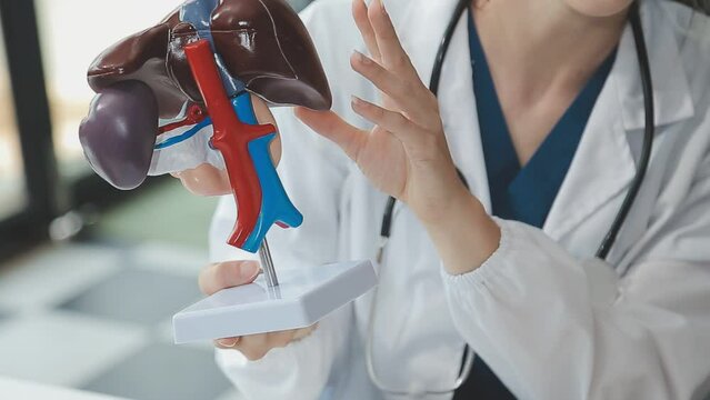 Doctor with human Pancreatitis anatomy model with Pancreas, Gallbladder, Bile Duct, Duodenum, Small intestine. Pancreatic cancer, Acute and Chronic pancreatitis, Digestive system and Health concept