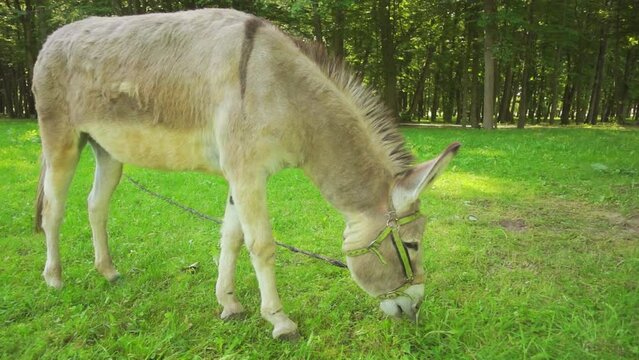 Donkey or ass (Equus africanus asinus)