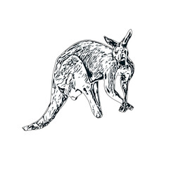 Sketch of a kangaroo with a transparent background