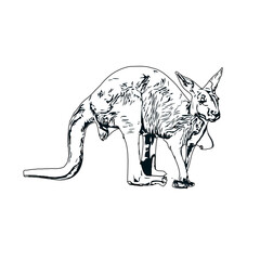 Sketch of a kangaroo with a transparent background