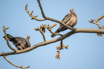 Two spotted doves sitting on kapok branches.