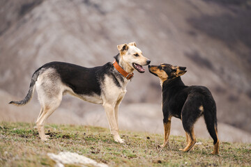 Two cute dogs licked outdoor, dogs are kissing, sniffing each other, two dogs kiss each other in...