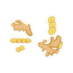 Vector illustration of ginger root food in cartoon. ingredient organic, spice herb, healthy plant, fresh raw, vegetable medicine, nature seasoning ginger root food organic product