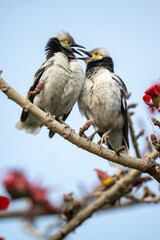 Two black collared starlings sitting face to face on kapok branches.