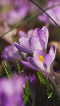 Springtime close-up view of meadow with violet crocuses. Soft selective focus of flowering crocus flowers. Vertical video