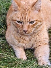 Chat dans l,herbe