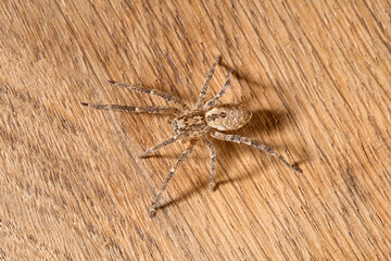 Nosferatu-Spinne auf braunem Holz mit deutlicher Rückenzeichnung