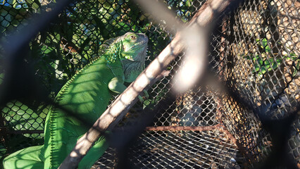 Green iguana in cage, exotic pet - obrazy, fototapety, plakaty