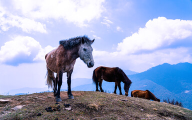 horses grazing on the meadow of Moutain, Nepal.