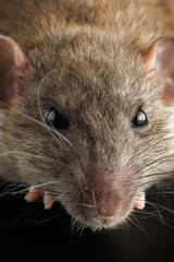 Portrait of a brown rat. Rodent isolated on a black background for cutting out. agouti mouse