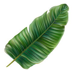 Banana Leaf of Tree Isolated On Transparent Background