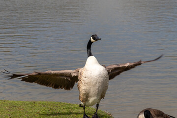 A goose expanding wings