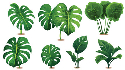 Monstera plants. .. flat vector isolated on white background