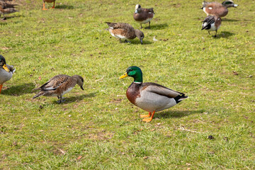 duck and ducklings getting together