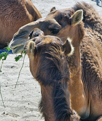 Close-up of camels used as guards during their lunch break