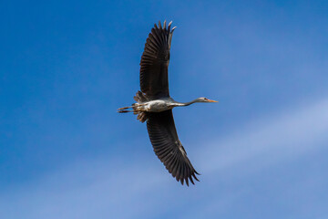 Close up of a Great Blue Heron, flying 