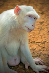 Albino Stump Tailed Macaque