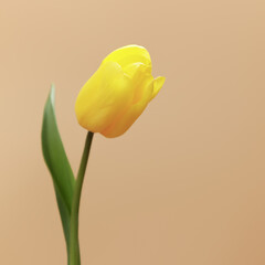 Selective focus. Single Detailed yellow tulip isolated on beige background. Leaves positioned for humorous affect. Conceptual ideas. Minimalism