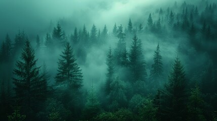 Dense Fog Engulfs Lush Forest