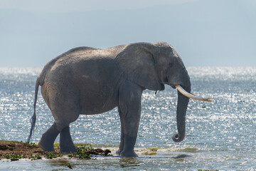 African elephant at the water