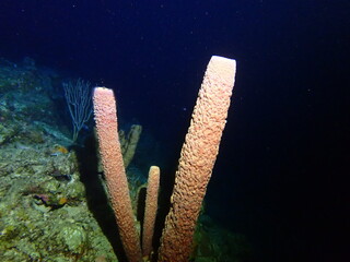 coral reef in the night dive 