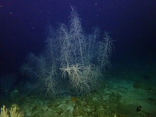 coral reef in the night dive 