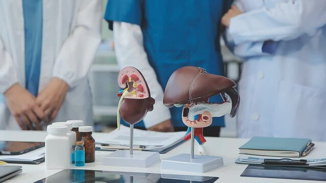 Group of doctor discussion about human internal body organs dummy