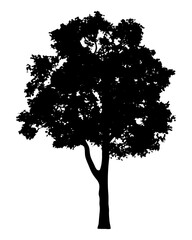 Silhouette of a large deciduous fluffy tree with black color foliage in summer for nature template. Flat  style. Vector illustration.
