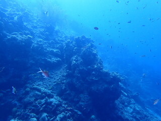 Fototapeta na wymiar coral reef underwater 