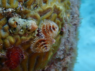 underwater christmas tree worm