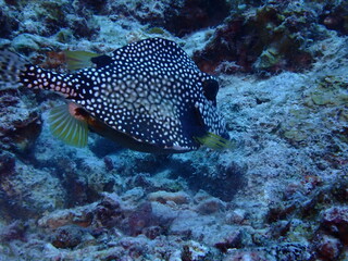 trunkfish in the sea 