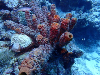 Naklejka na ściany i meble coral reef underwater 