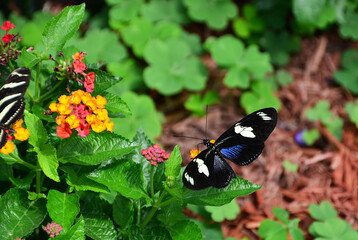 Mackinac island butterfly house and insect world, Mackinac Island, MI, May