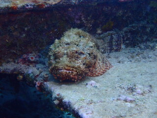 scorpion fish 