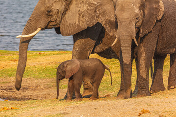 African Elephant (Loxodonta africana) close up of a calf in the safe environment of the mother and another elephant