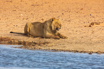 Young male Lion (Panthera leo) sleeping on the bank of a well at the end of the day in Etosha National Park, Namibia