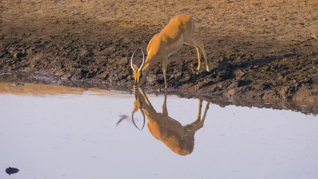 Impala (Aepyceros melampus) drinking from a well in Etosha National Park, Namibia
