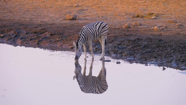 Plains zebra ((Equus quagga) drinking from a well at sunrise
