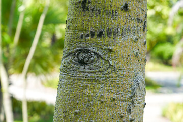 bark of a tree with an eye