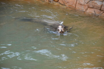 Sea lion in Jungle park of Tenerife.