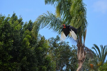 Southern ground hornbill in Tenerife