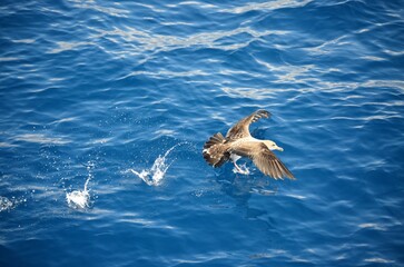 A Scopolis shearwater, Calonectris diomedea, at the Atlantic Ocean near Tenerife, Spain.