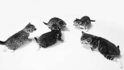 Kittens on a table in black and white