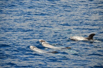 Fototapeta premium Wild delphins near Tenerife swimming