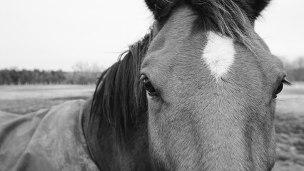 Horse closeup in black and white.