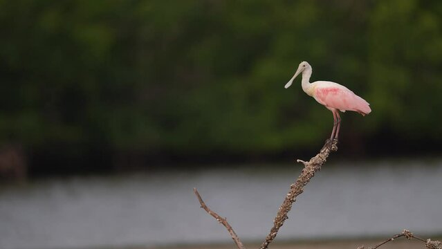 Roseate spoonbill (Platalea ajaja) flying, low tide in Florida. wading bird of the ibis and spoonbill family. Feeds in shallow fresh or coastal waters by swinging its bill from side to side