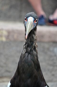 Abdim's Stork (Ciconia Abdimii) in Jungle Parck in Tenerife