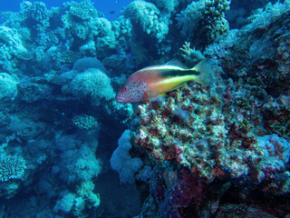 striped coral warbler in the coral reef during a dive in Bali